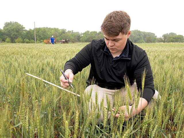 Ethan Jamison, a grain merchandising trainee for Viterra based in Abilene, Kansas, estimates the yield of a hard red winter wheat field east of Goessel, Kansas, on Day 3 of the Wheat Quality Council&#039;s 2024 Hard Winter Wheat Tour. (DTN photo by Jason Jenkins)