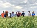 Participants in the 2022 Southern Illinois Wheat Tour check out wheat at the Southern Illinois University Belleville Research Center at Belleville, Illinois, on May 24. (Photo courtesy of the Illinois Wheat Association)