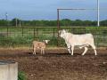 The calf pictured here, with its mother, on a Texas ranch near La Pryor, was the first case of New World screwworm in the U.S. and has been treated and is recovering. (USDA photo)