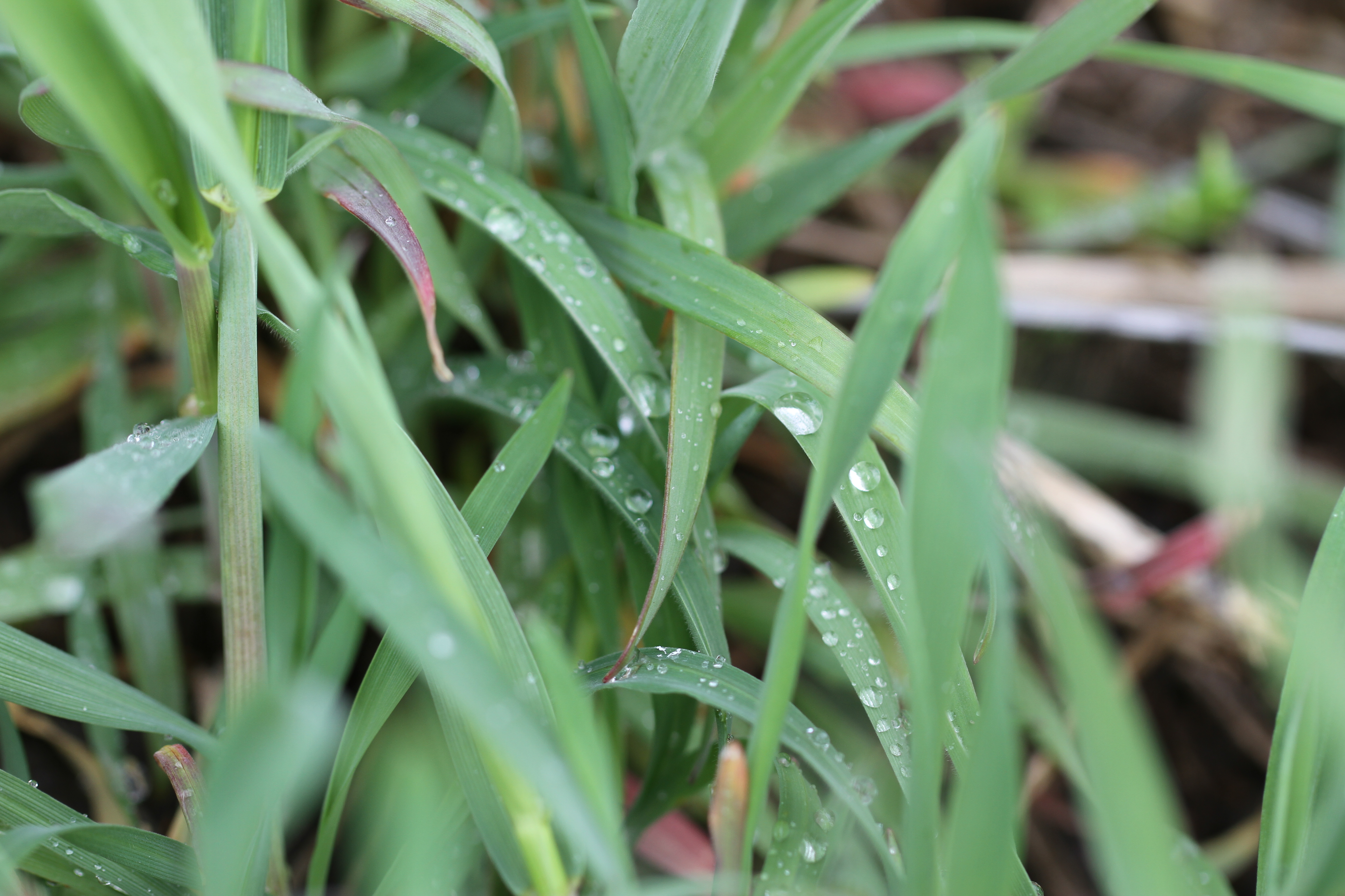 Cereal rye as a cover crop sees some rain in a field in central Illinois. One of the advantages of utilizing cover crops is nutrients are recycled into the soil. (DTN photo by Pamela Smith)