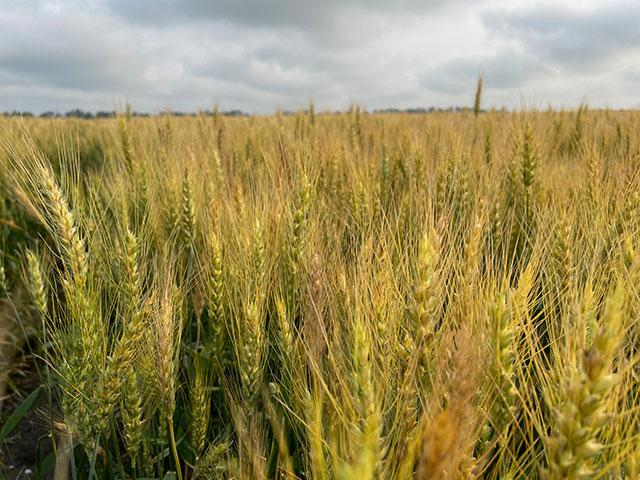 On Day 1 of the Wheat Quality Council&#039;s Spring Wheat and Durum Tour, participants surveyed 99 fields as they traveled along routes from Fargo to Bismarck, North Dakota. The weighted average yield for the day was 52.3 bushels per acre. (Photo courtesy of Anne Osborne, National Wheat Foundation)