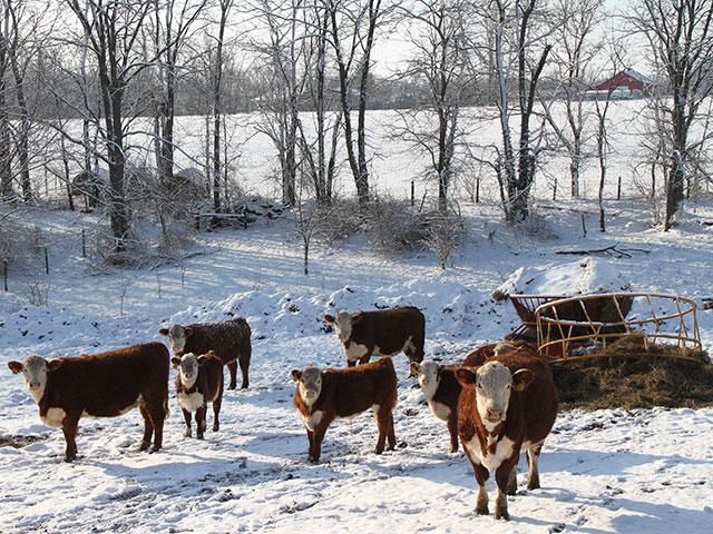 During winter months, cattle producers need to be aware of their cows&#039; needs nutritionally. (DTN/Progressive Farmer file photo by Pamela Smith)