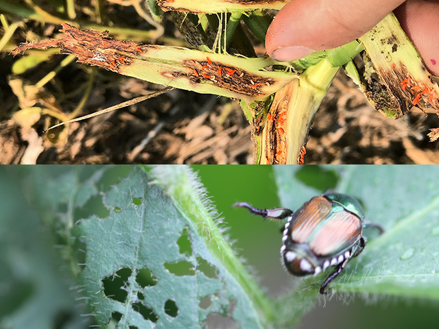 Reports of insect feeding are on the rise, particularly in soybeans. Watch for soybean gall midge, top, and Japanese beetles, bottom, as well as thistle caterpillars. (Top photo courtesy of Justin McMechan, University of Nebraska; bottom DTN photo by Pamela Smith) 
