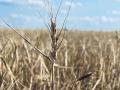 Southwest Kansas fields seemed to have taken the worst of the drought damage with large percentages of dryland acres facing abandonment.