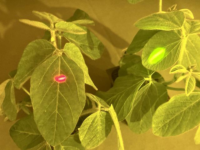 When viewed through a filter, the human eye can see how InnerPlant&#039;s genetically modified soybean plant on the right gives off a different optical signal than the conventional soybean plant on the left. The plant emits this signal when infected with a fungus, allowing detection weeks before disease symptoms can be seen in a field. (DTN photo by Jason Jenkins)
