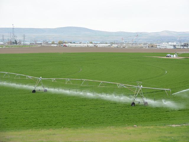 A center pivot irrigating alfalfa near Richmond, Washington, in spring 2023. USDA is spending up to $400 million to reduce irrigation water usage by as much as 50,000-acre feet in irrigation districts across western states. (DTN photo by Chris Clayton) 