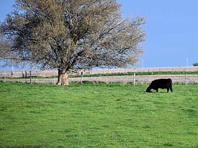 Grass is starting to green up and cattle producers are turning cows out on pasture. (DTN/Progressive Farmer photo by Jennifer Carrico)