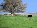 Grass is starting to green up and cattle producers are turning cows out on pasture. (DTN/Progressive Farmer photo by Jennifer Carrico)