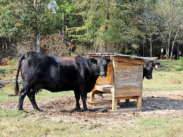 Changes in nutrition can lead to cracks in a cow&#039;s hooves. (DTN/Progressive Farmer file photo by Becky Mills)