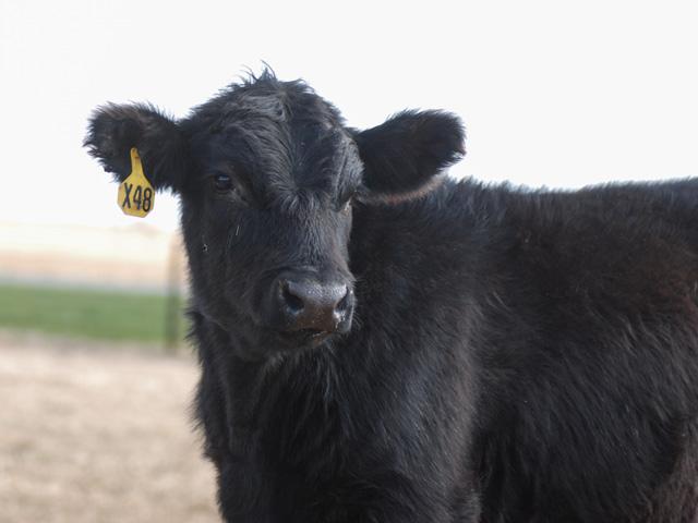 Only three classes of antiparasiticides are currently available for cattle in the United States. (DTN/Progressive Farmer file photo)