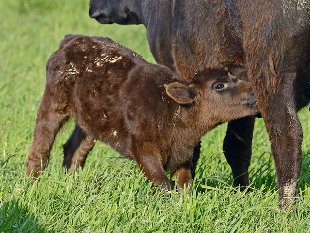 Things aren&#039;t always what they seem when a heifer appears to have mastitis. (DTN/Progressive Farmer file photo by Jim Patrico)