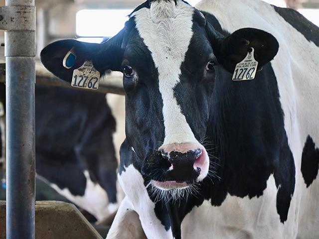 The USDA approved the testing of an H5N1 vaccine for dairy cattle by South Dakota-based animal health company, Medgene. (DTN photo by Jennifer Carrico)