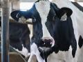 A Holstein dairy cow stands on a farm. Checkoff dollars from dairy farmers fund marketing and promotion efforts through the National Dairy Promotion and Research Board. Those farmer-funded, farmer-board-decided dollars can no longer be used toward climate-neutrality initiatives. (DTN file photo)