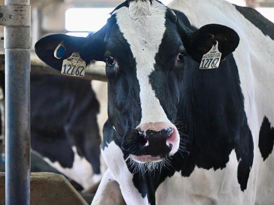 A Holstein dairy cow stands on a farm. Checkoff dollars from dairy farmers fund marketing and promotion efforts through the National Dairy Promotion and Research Board. Those farmer-funded, farmer-board-decided dollars can no longer be used toward climate-neutrality initiatives. (DTN file photo)