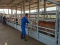Cattle are processed on the Mexican side of the border before crossing into the U.S. A strict protocol is in place to help prevent the spread of New World screwworm. (Photo by Inter-American Institute for Cooperation on Agriculture)