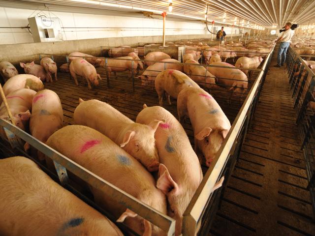 Triumph Foods is challenging California&#039;s Proposition 12, alleging in a federal lawsuit the law discriminates against federally inspected pork-processing facilities. (DTN file photo)