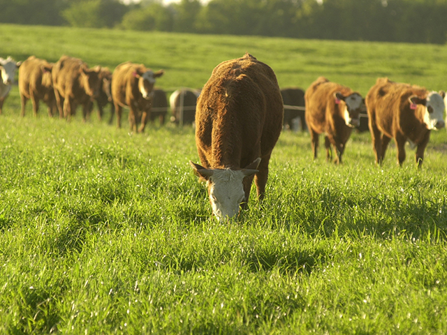 We knew getting through the first quarter of the year was going to be a challenging uphill battle, but thankfully the second quarter is within sight and the market should start to see some improvements as spring nears. (DTN photo by Jim Patrico)