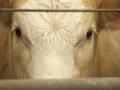 A committee in the Missouri House of Representatives voted against a bill that would have required labels on beef and other agriculture products produced using so-called gene-therapy techniques. (DTN file photo)