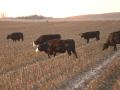 The types and amounts of nutrients available to cattle grazing high-yielding corn stalks might be changing, according to research from the University of Nebraska-Lincoln. (DTN file photo by Jim Patrico)