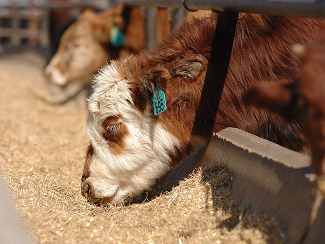 A large percentage of feeder calf sales are heifers, which shows there&#039;s not much herd rebuilding happening. (DTN/Progressive Farmer file photo by Jim Patrico)