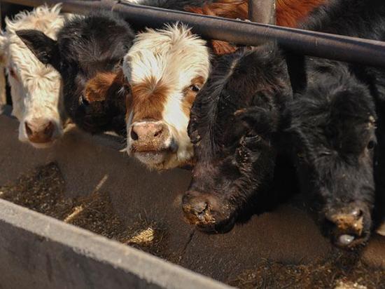 With drought affecting pasture conditions and feedlot turnover slower than years past, it is likely Friday's Cattle on Feed report will showcase an increase in placements. (DTN file photo by Jim Patrico)