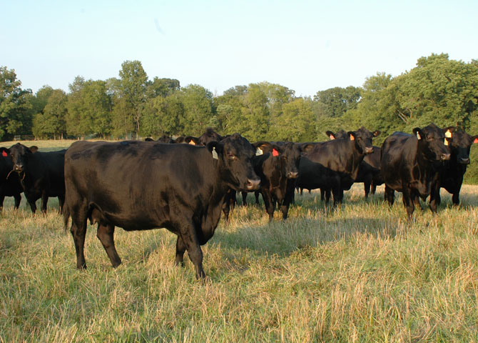 Don&#039;t cull cows strictly on size; consider the whole picture first. (DTN/Progressive Farmer photo by Becky Mills)