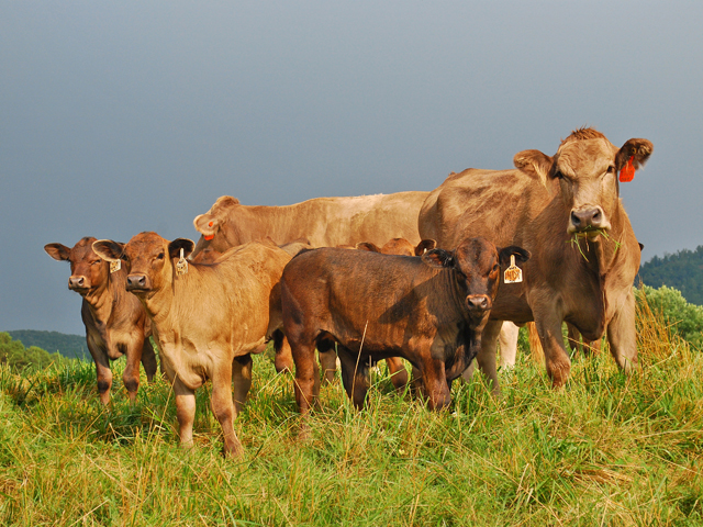 To keep a healthy rumen, cows need a lot of high-quality long-stem fiber and grasses, hay and silage. (DTN/Progressive Farmer file photo by Boyd Kidwell)