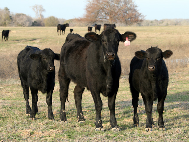 Wet weather combined with a longer hair coat, can set calves up for external parasites and skin problems.(PF photo by Karl Wolfshohl)