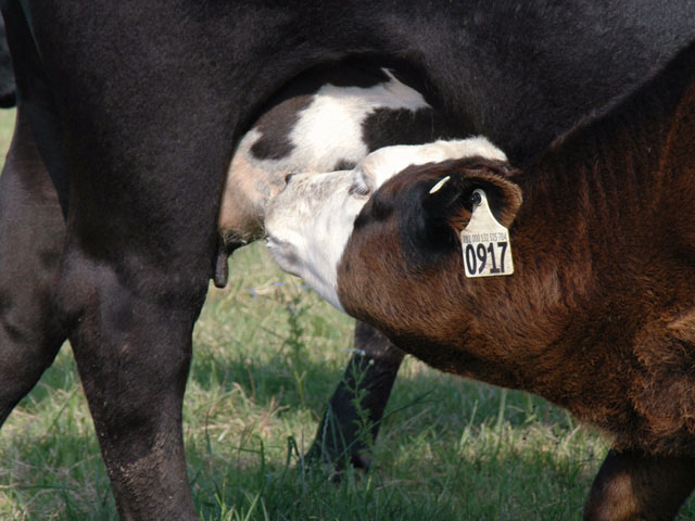 Better herd management starts with the simple job of recording when calves drop. (DTN/Progressive Farmer photo by Becky Mills)