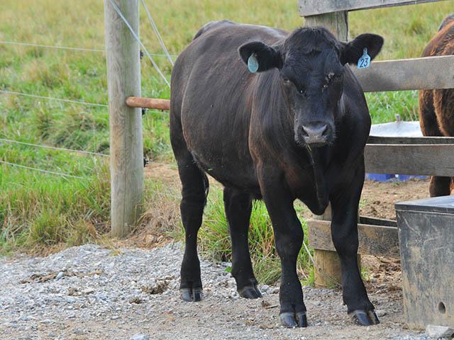 Foot rot in cattle can result from a long drought, followed by wet conditions. (DTN/Progressive Farmer file photo)