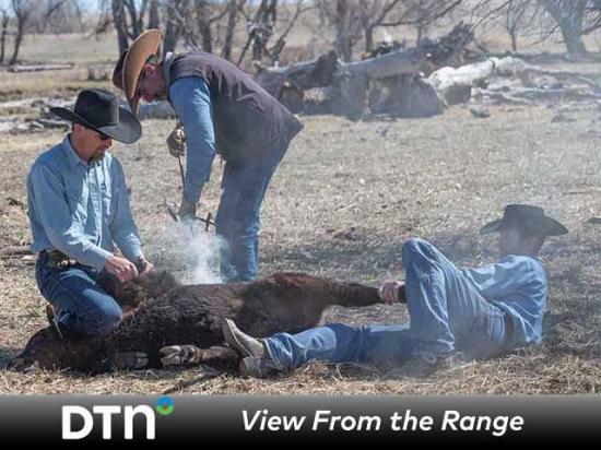 Decky Spiller does branding while ranch employees Michael Thelen, left, and George Geiger hang on to the calf during the Silver Spur Ranch spring branding just outside Kiowa, Colorado. (DTN/Progressive Farmer photo by Joel Reichenberger)