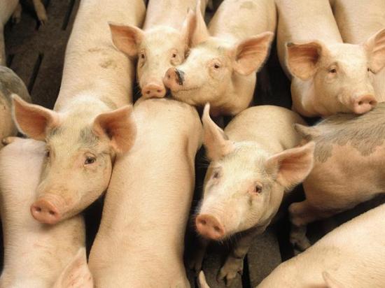 USDA released its Sept. 1 Quarterly Hogs and Pigs report on Thursday. (DTN file photo)