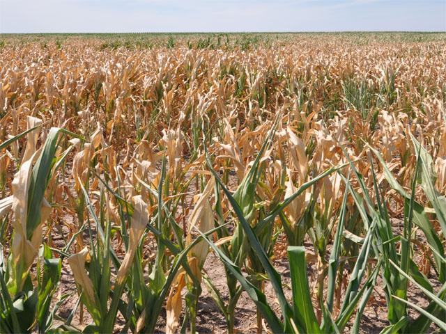 Heat waves that occur with drought are most common in the western United States but have also been noted elsewhere in the contiguous 48 states. (DTN file photo by Chris Clayton)