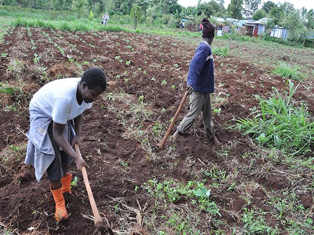 Farmers in Kenya hoe weeds in a small plot during a visit by international journalists. Developing countries, such as Kenya, at the COP28 meeting in the United Arab Emirates pushed for more detailed language on food and agricultural policy but there wasn&#039;t enough time to reach a larger agreement on those issues. Still, Ag Secretary Tom Vilsack said the U.S. showed its leadership in agriculture at the COP meeting. (DTN file photo by Chris Clayton)