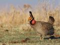 Congress is officially on record as opposed to the Biden administration&#039;s change in the Endangered Species Act listing of the lesser prairie chicken. (Photo courtesy of U.S. Fish and Wildlife Service)