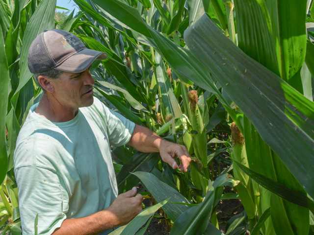 Lindsay Greiner of Keota, Iowa, checks on corn development in late July leading up to the DTN Digital Yield Tour powered by Gro Intelligence. Greiner is excited to harvest a bumper corn crop on his southeast Iowa farm come harvest. Many farmers in Iowa and across the Corn Belt expect strong corn and soybean yields, though expectations vary based on growing conditions. (DTN photo by Matthew Wilde) 