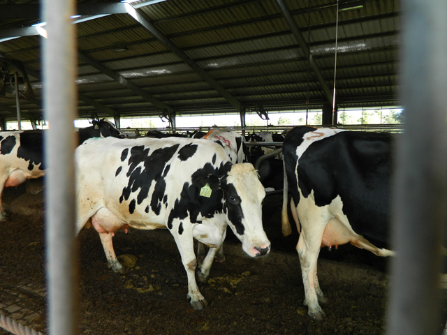 Agriculture has worked in different ways to reduce methane emissions, such as using methane digesters to generate electricity. An agreement reached by China and the U.S. at the climate summit in Scotland calls for using incentives to lower methane emissions in agriculture. (DTN file photo) 