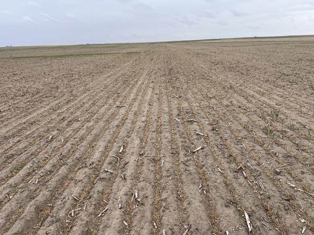 A field of what should be winter wheat is a total failure due to the exceptional drought covering much of western Nebraska and the Panhandle. The farmer said he is currently spraying off the failed acres after they were released. (Photo courtesy of Jay Behrends)