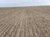A field of what should be winter wheat is a total failure due to the exceptional drought covering much of western Nebraska and the Panhandle. The farmer said he is currently spraying off the failed acres after they were released. (Photo courtesy of Jay Behrends)