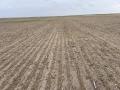 A field of what should be winter wheat is a total failure due to the exceptional drought covering much of western Nebraska and the Panhandle. The farmer said he is currently spraying off the failed acres after they were released. (Photo courtesy of Jay Behrends)