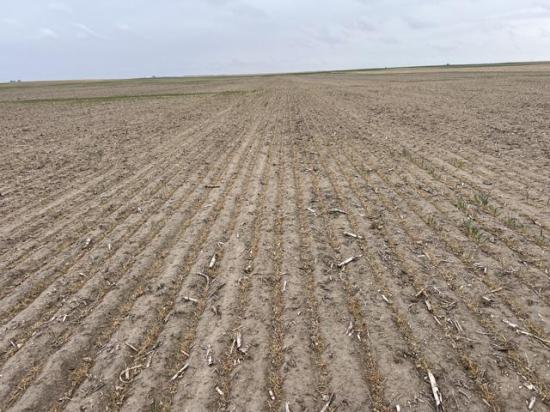 A field of what should be winter wheat is a total failure due to the exceptional drought covering much of western Nebraska and the Panhandle. The farmer said he is currently spraying off the failed acres after they were released. (Photo courtesy of Jay Behrends)