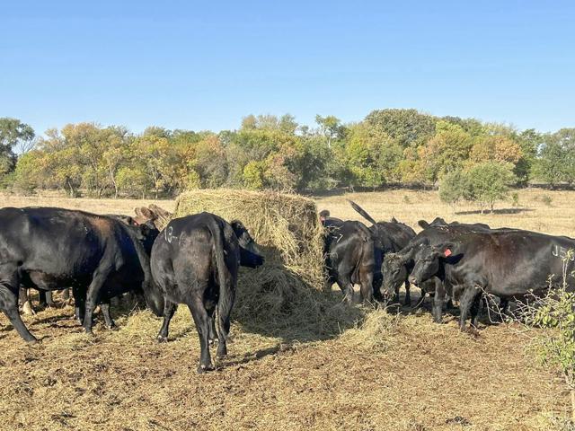 Cows at HJ Bar Ranch near Palmyra, Nebraska, have been getting fed hay since August as grass is short because of extreme drought conditions in southeast Nebraska. (Photo courtesy of Lori Hallowell)