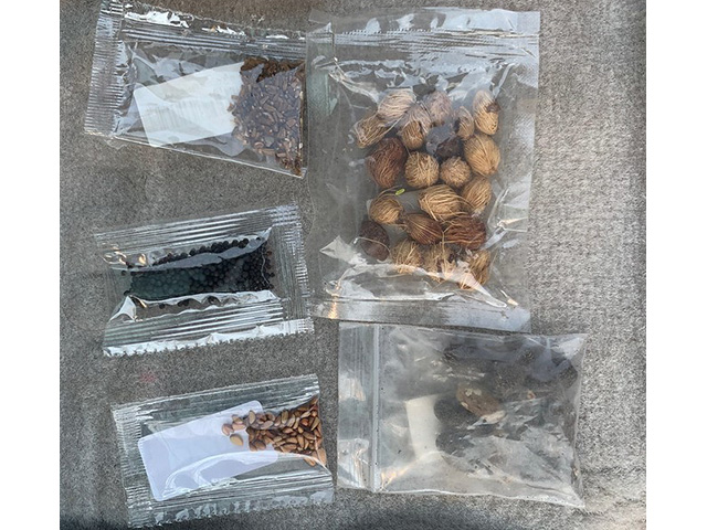 Surprise mailings of seed packets are still being investigated, and most have turned out to be ornamental or horticultural seeds. (Photo courtesy of USDA APHIS)