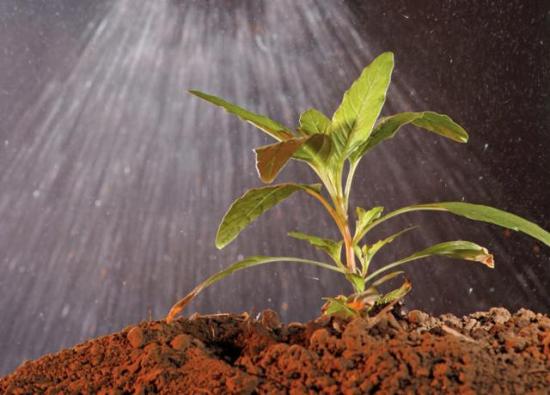 Agriculture groups have joined Bayer in asking the Supreme Court to review a Roundup product-liability case. (DTN file photo)