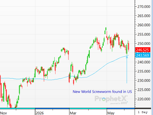 Following last week's disruption thanks to positive cases of New World screwworm found in the U.S., the cattle market is desperate for greater fundamental support to help guide the contracts. (DTN ProphetX chart)