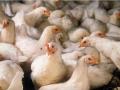 Witnesses testifying at a hearing before a House Judiciary subcommittee on Wednesday debated whether concentration in food companies, such as in the poultry sector, has caused higher food prices. (DTN file photo)