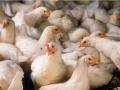 The Trump administration alleges California&#039;s animal-housing laws have contributed to higher egg prices. (DTN file photo)