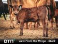 A calf at the Stark Family's S Bar K Cattle and Hay operation in Baker, Montana, carries the family's S Bar K brand. (Photo by Travis Lopes)
