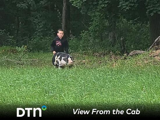 This Spotted pig named Rex and four other pigs that need to be trained for the county fair are part of Charlie Weaver's summer routine. Summer, country kids and county fairs are a good learning combination. (Photo courtesy of Chris Weaver)