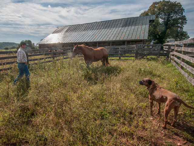 Heat stroke in a dog is defined as a body temperature over 104 degrees Fahrenheit, and it calls for immediate action. (DTN/Progressive Farmer file photo by Mike Geissinger)